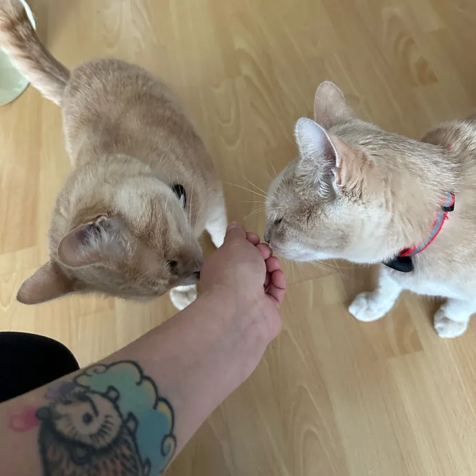 Fur Real I Love Your Cat