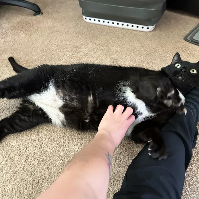 Fur Real I Love Your Cat