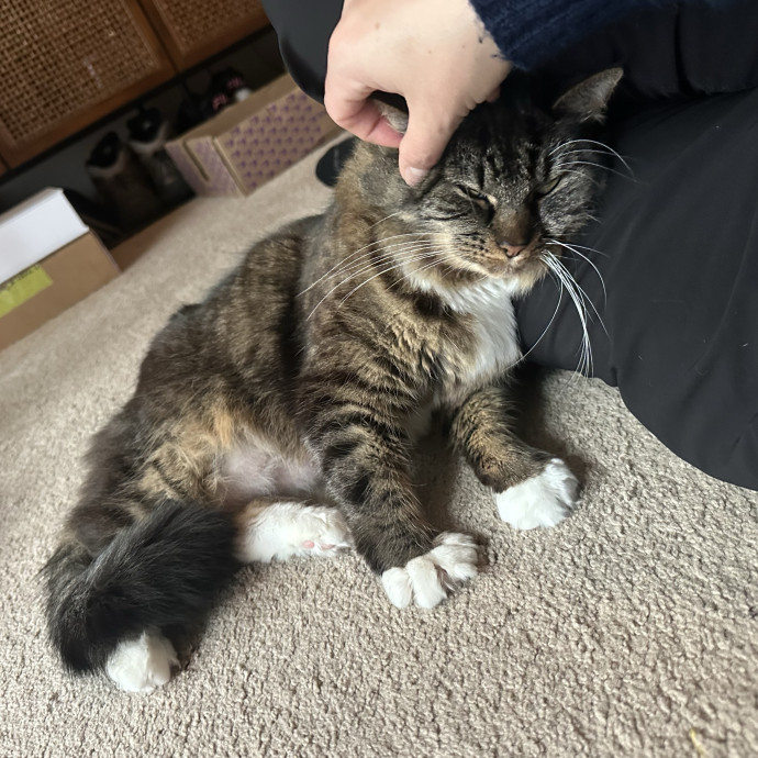 Fur Real I Love Your Cat