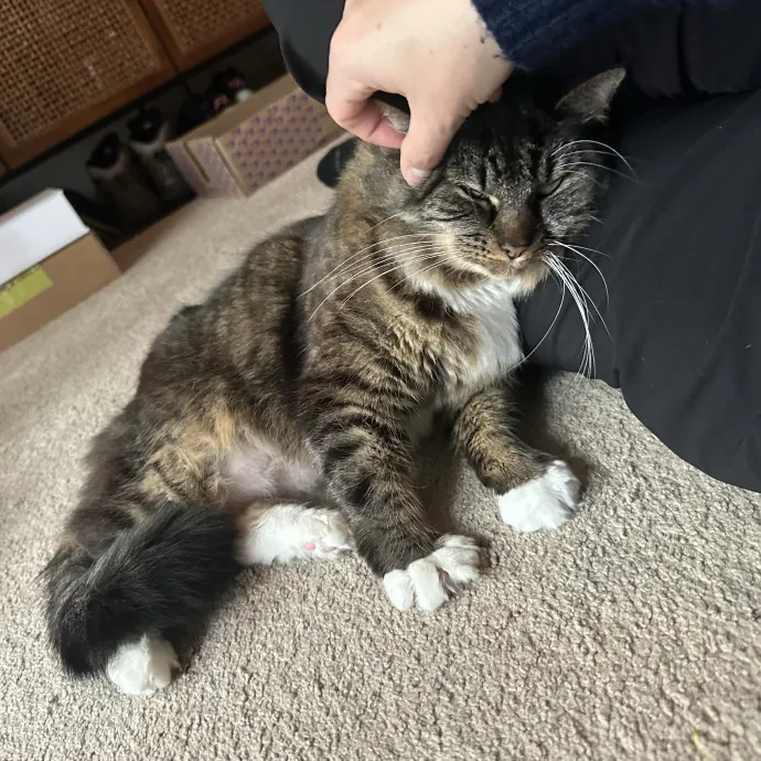 Fur Real I Love Your Cat