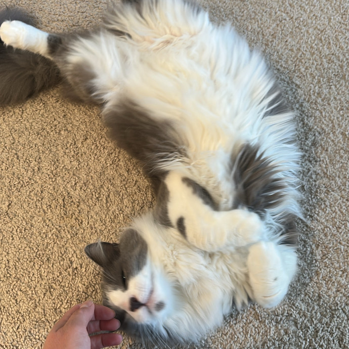 Fur Real I Love Your Cat