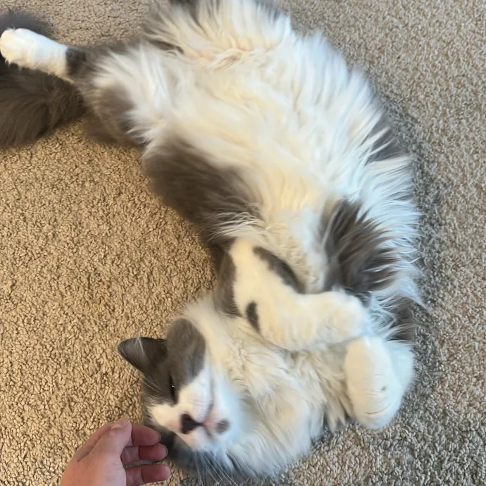 Fur Real I Love Your Cat