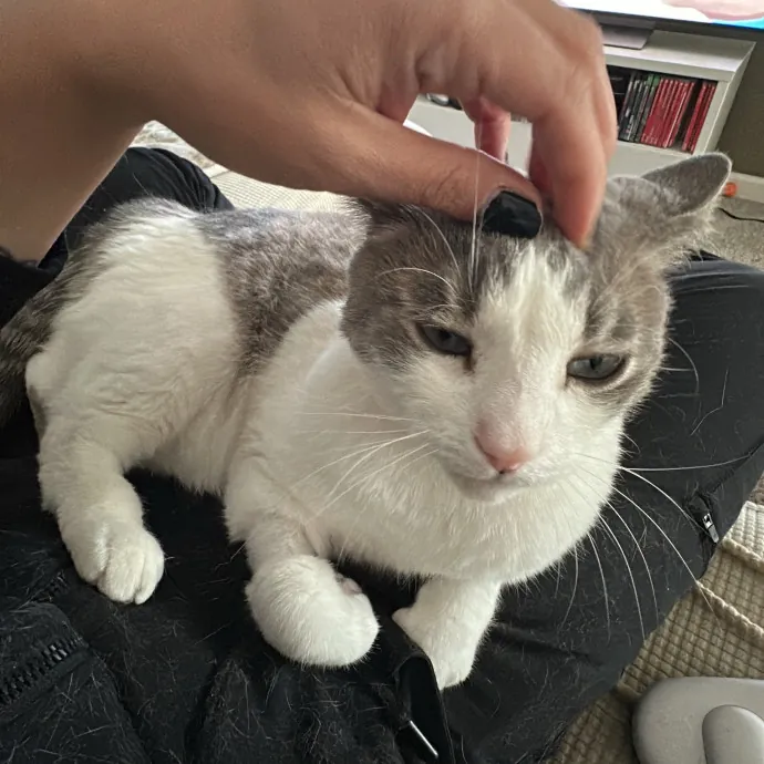 Fur Real I Love Your Cat