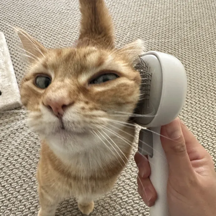 Fur Real I Love Your Cat