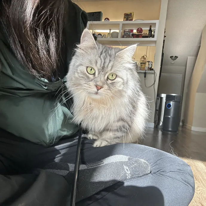 Fur Real I Love Your Cat photo 4