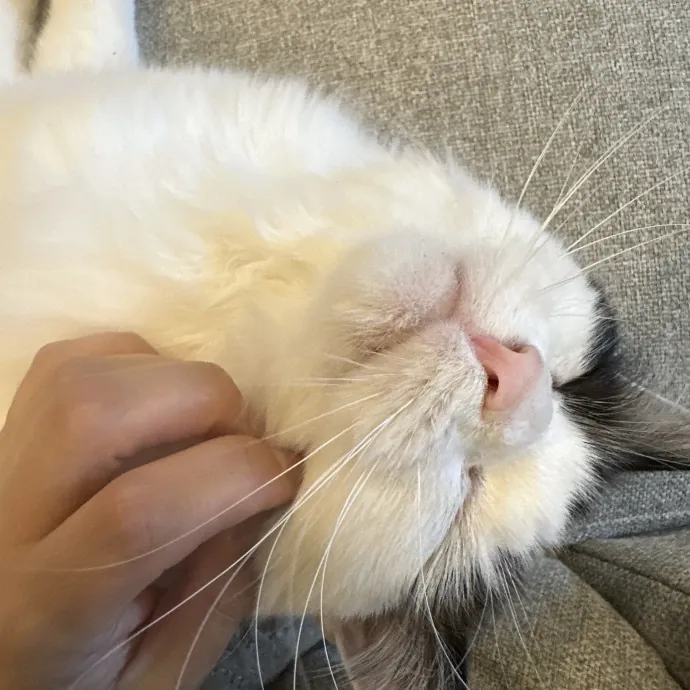 Fur Real I Love Your Cat photo 3