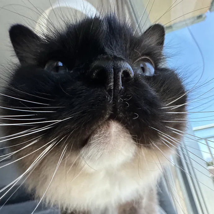 Fur Real I Love Your Cat photo 2