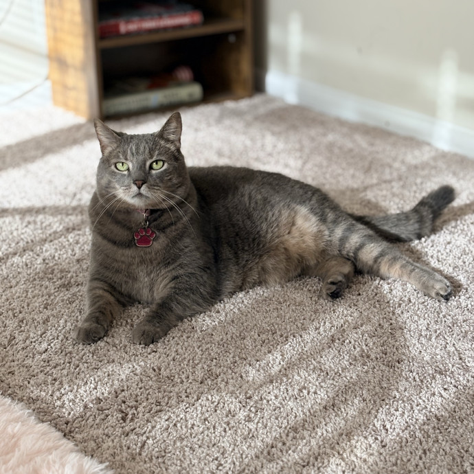 Purrtastic Cat Sitting By Jas