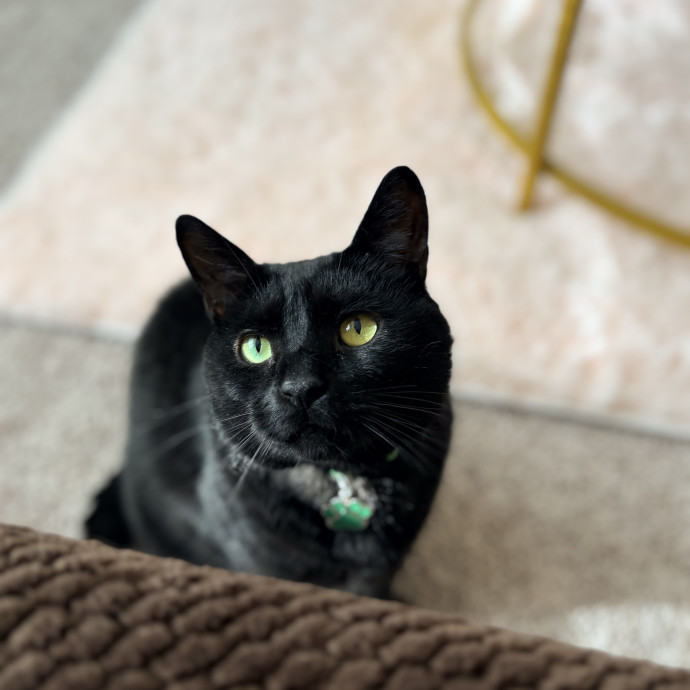 Purrtastic Cat Sitting By Jas