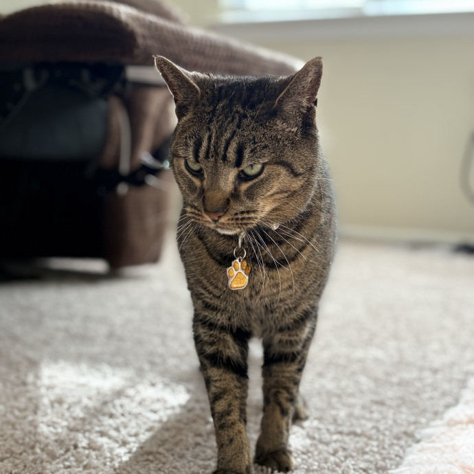 Purrtastic Cat Sitting By Jas