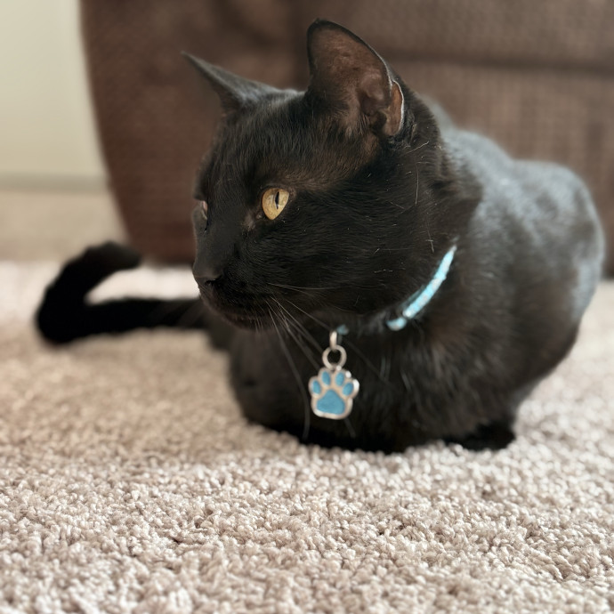Purrtastic Cat Sitting By Jas