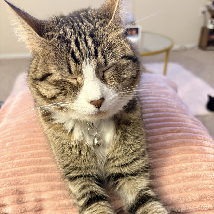 Purrtastic Cat Sitting By Jas photo 3