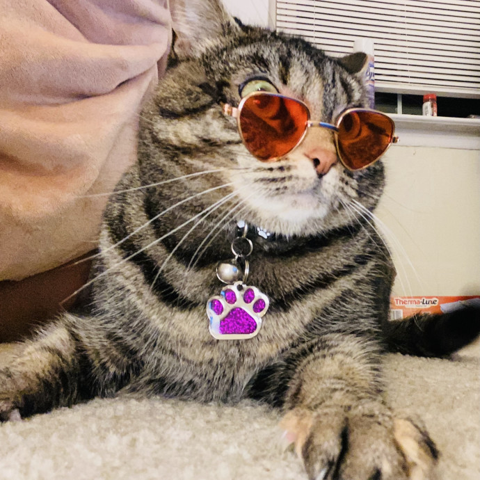 Purrtastic Cat Sitting By Jas photo 2