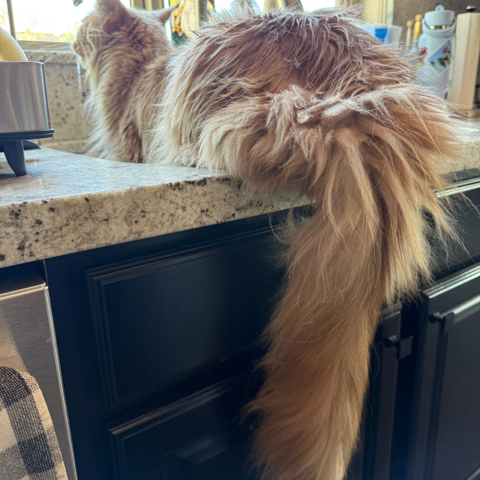 Cat Concierge