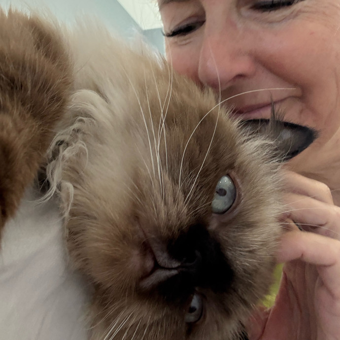 Cat Concierge
