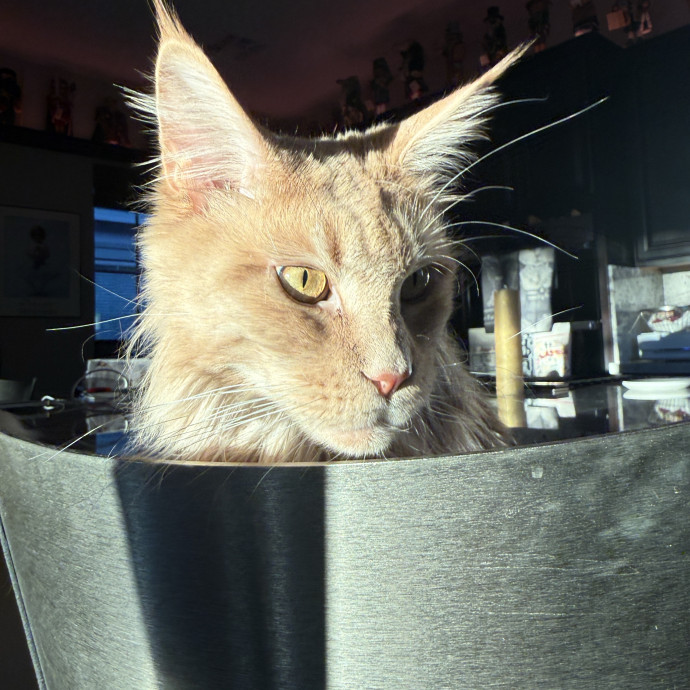 Cat Concierge