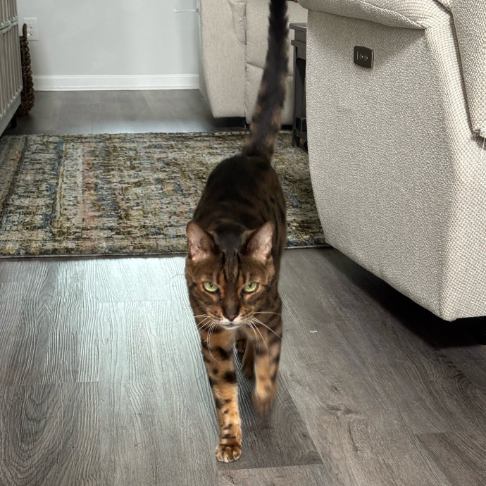 Kitty Whisperer Cat Sitter