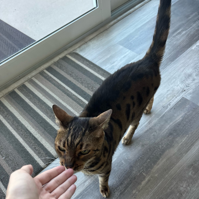 Kitty Whisperer Cat Sitter