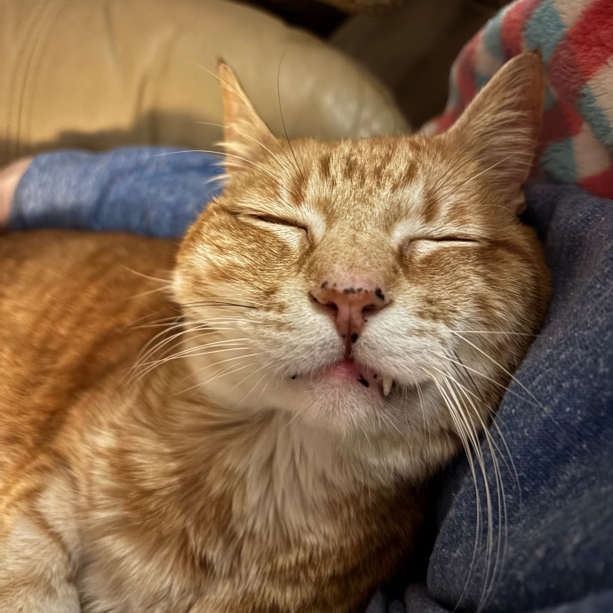 Kitty Whisperer Cat Sitter