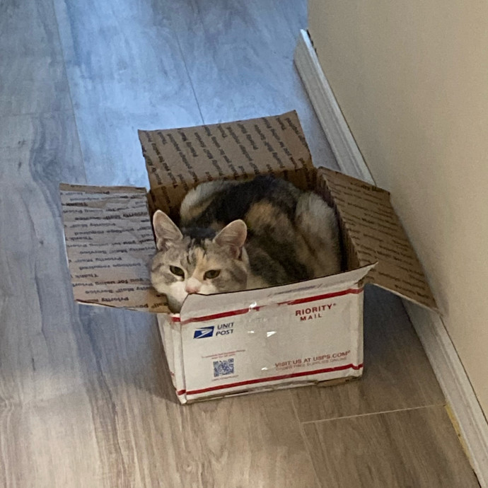 Kitty Whisperer Cat Sitter