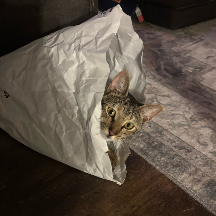 Kitty Whisperer Cat Sitter
