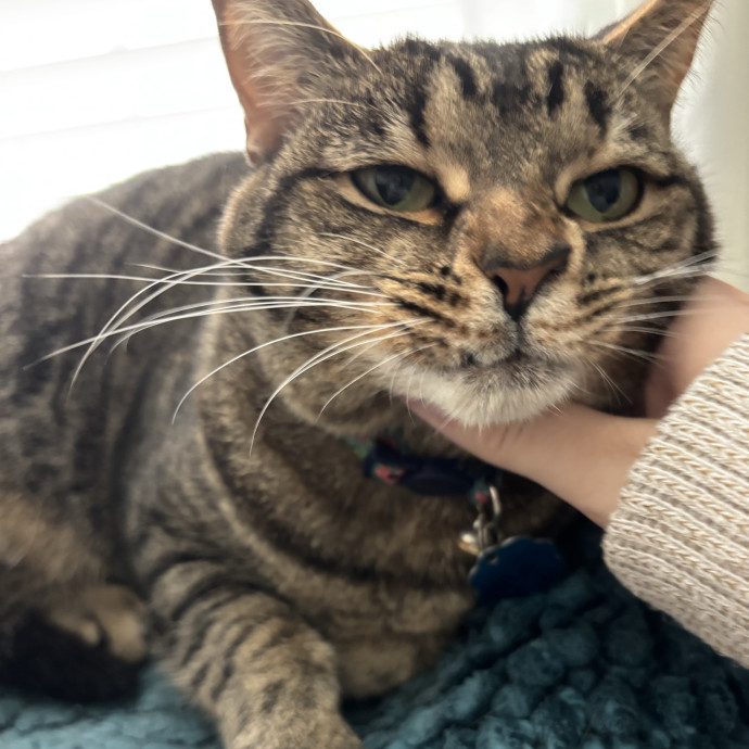 Kitty Whisperer Cat Sitter