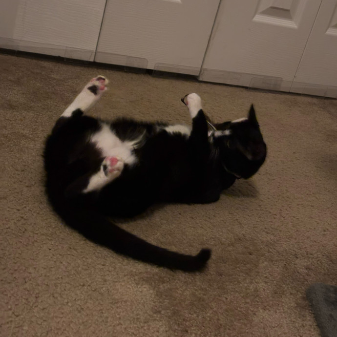 Kitty Whisperer Cat Sitter