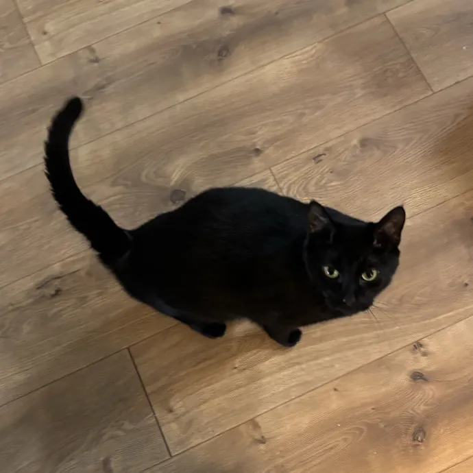 Kitty Whisperer Cat Sitter