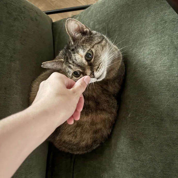 Kitty Whisperer Cat Sitter