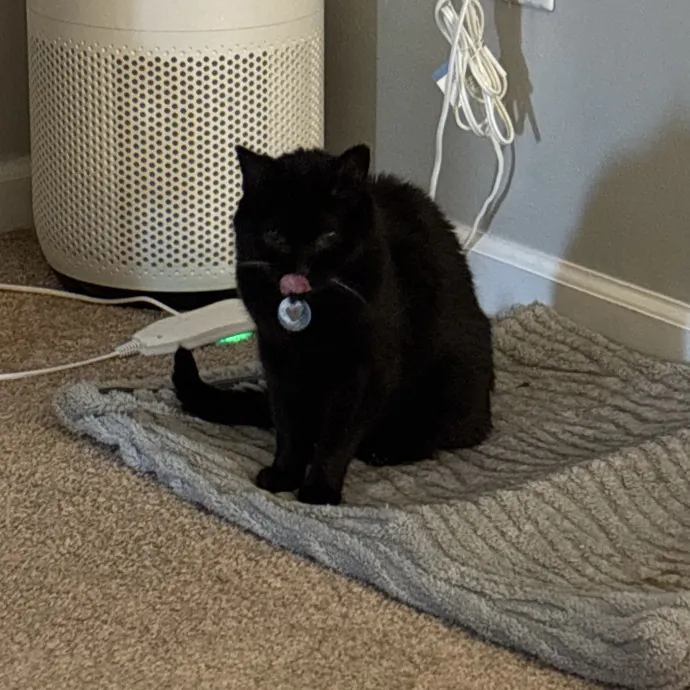 Kitty Whisperer Cat Sitter