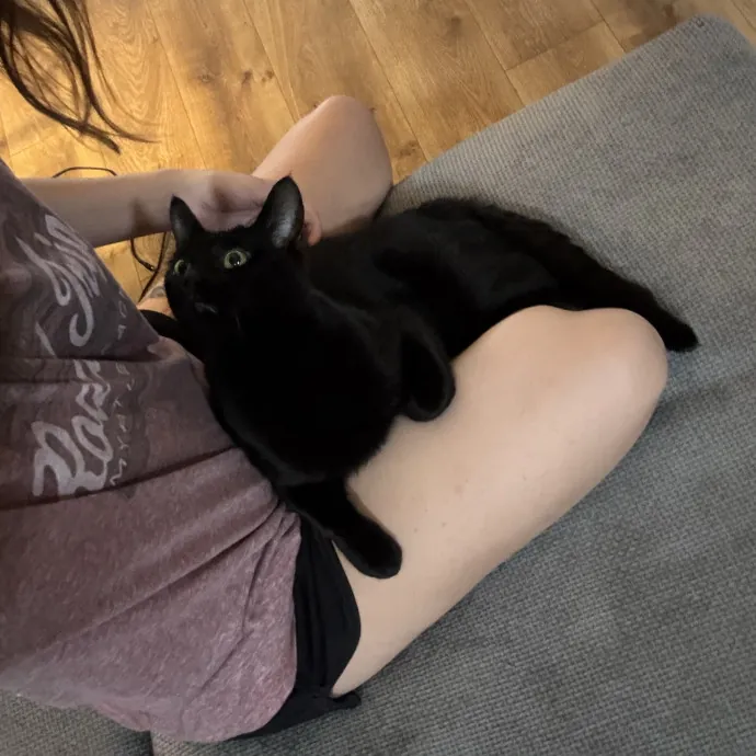 Kitty Whisperer Cat Sitter