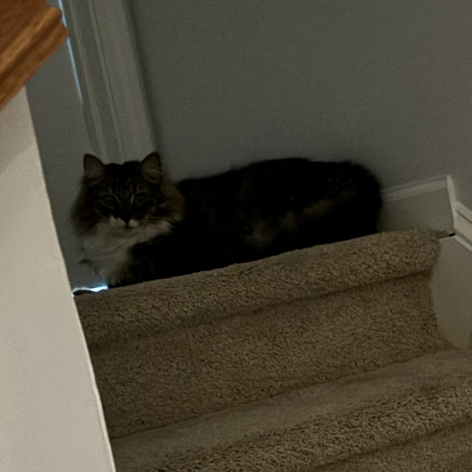 Kitty Whisperer Cat Sitter