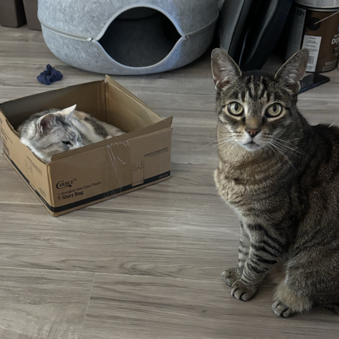 Kitty Whisperer Cat Sitter
