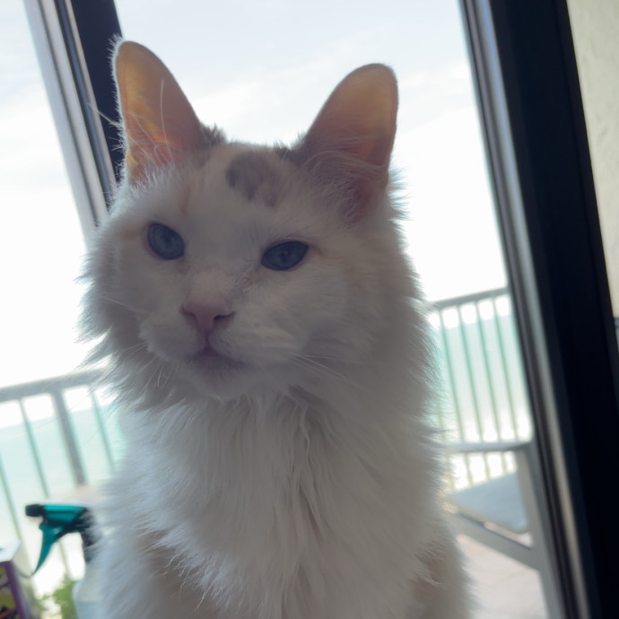 Kitty Whisperer Cat Sitter
