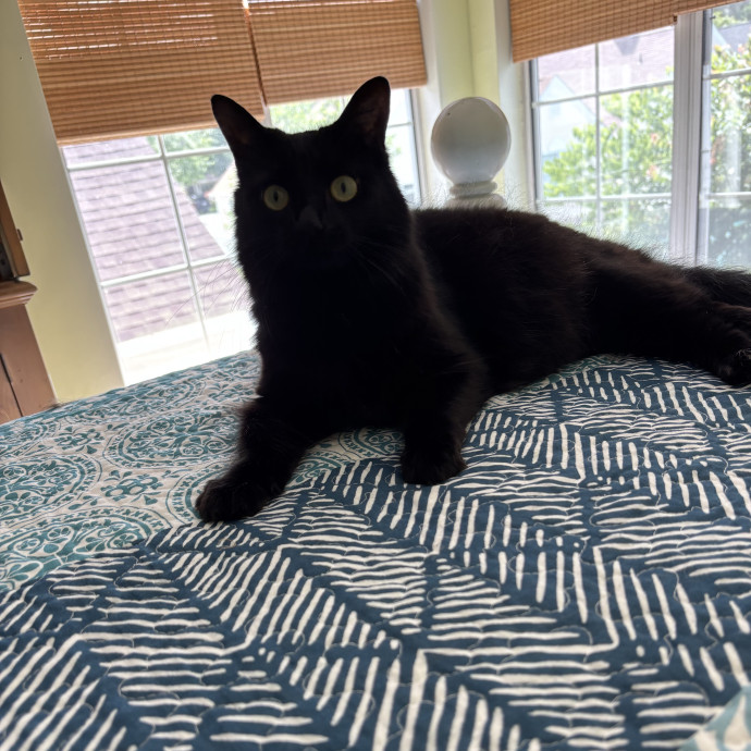 Kitty Whisperer Cat Sitter photo 3