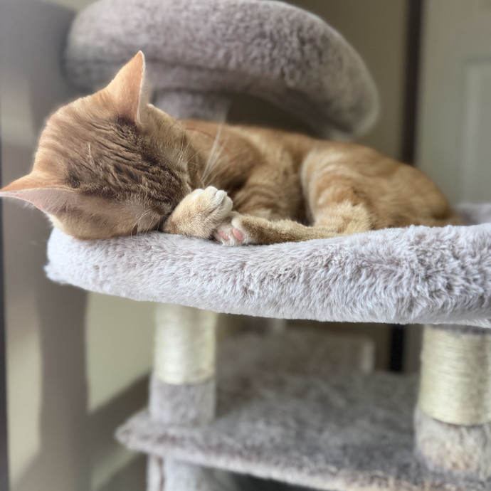Your Cats Other Bestie photo 3