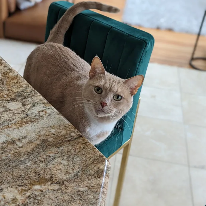 Purrfect Choice For Lincoln Cats