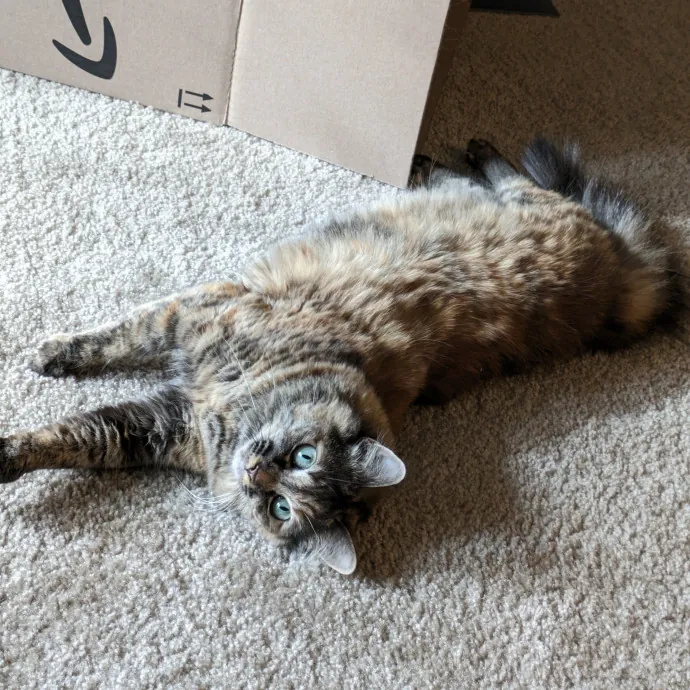 Purrfect Choice For Lincoln Cats