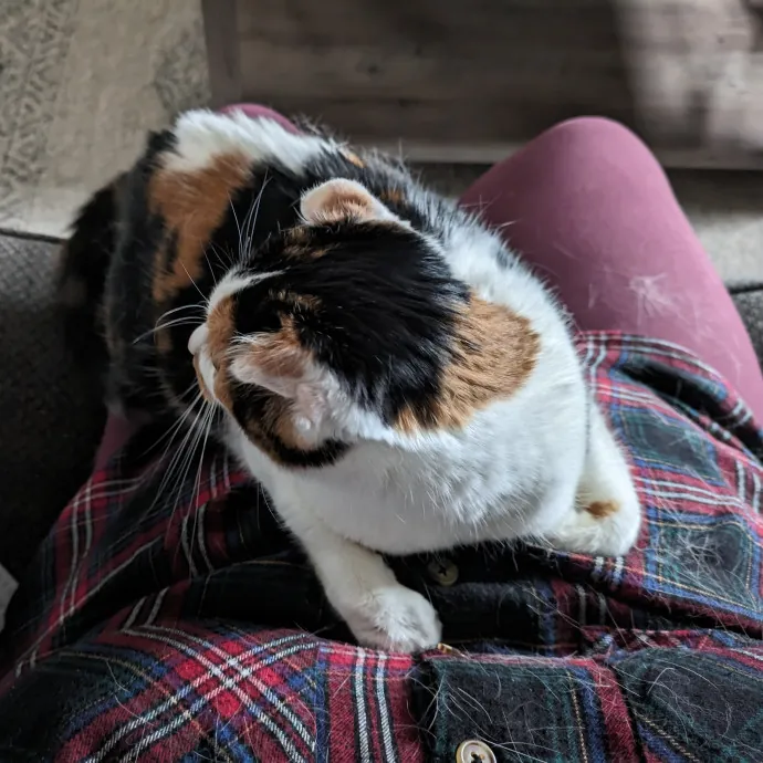 Purrfect Choice For Lincoln Cats