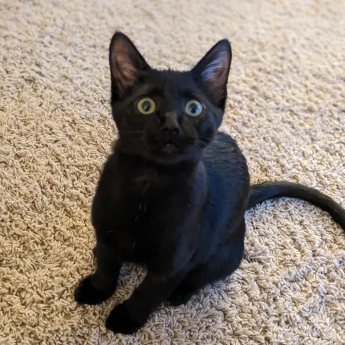 Purrfect Choice For Lincoln Cats