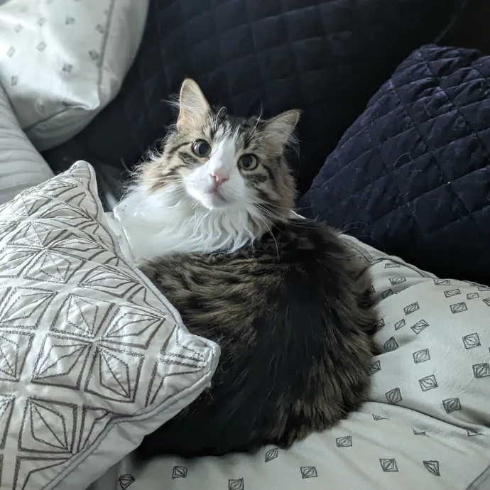 Purrfect Choice For Lincoln Cats