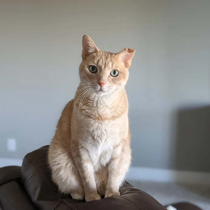 Purrfect Choice For Lincoln Cats