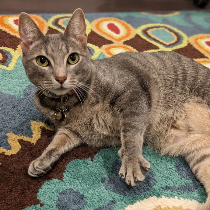 Purrfect Choice For Lincoln Cats