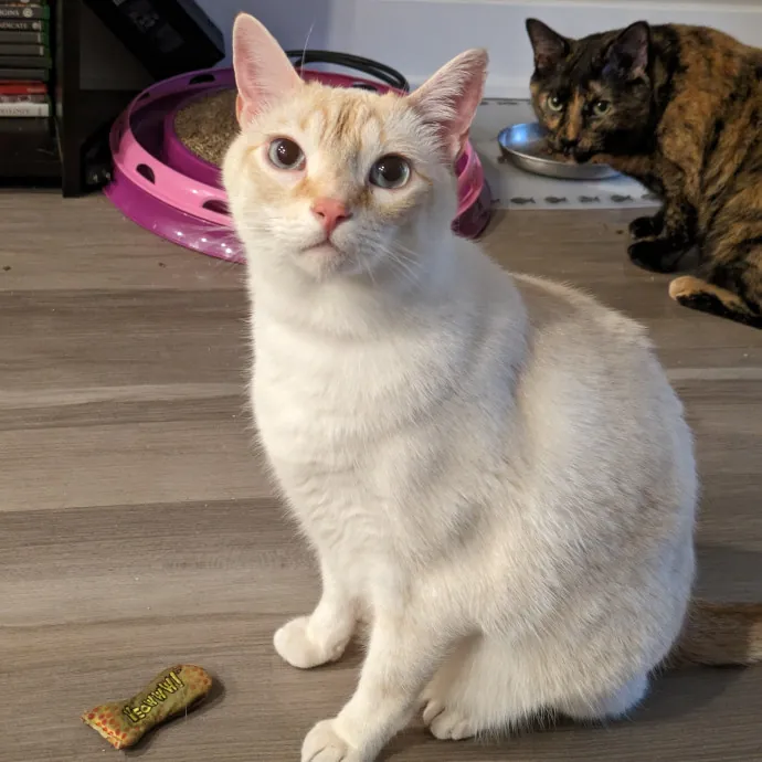 Purrfect Choice For Lincoln Cats