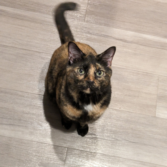 Purrfect Choice For Lincoln Cats