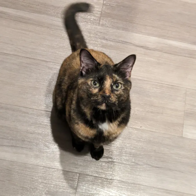 Purrfect Choice For Lincoln Cats