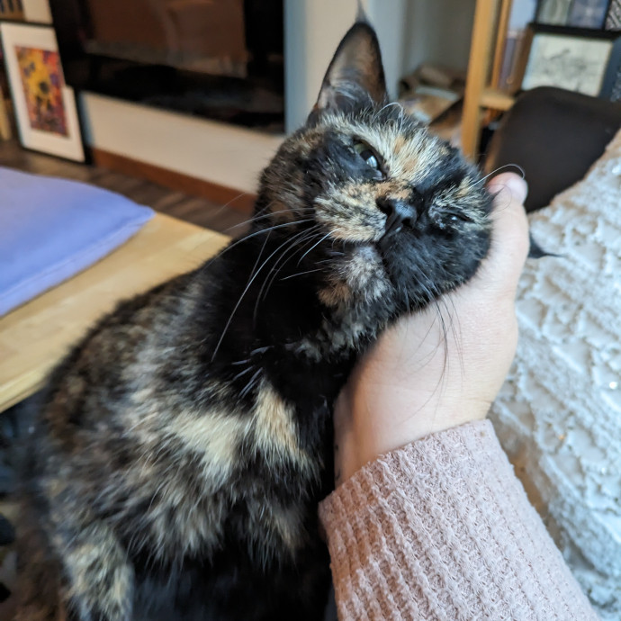Purrfect Choice For Lincoln Cats