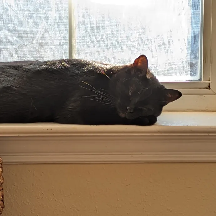 Purrfect Choice For Lincoln Cats photo 3