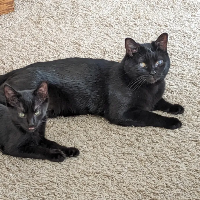 Purrfect Choice For Lincoln Cats photo 2