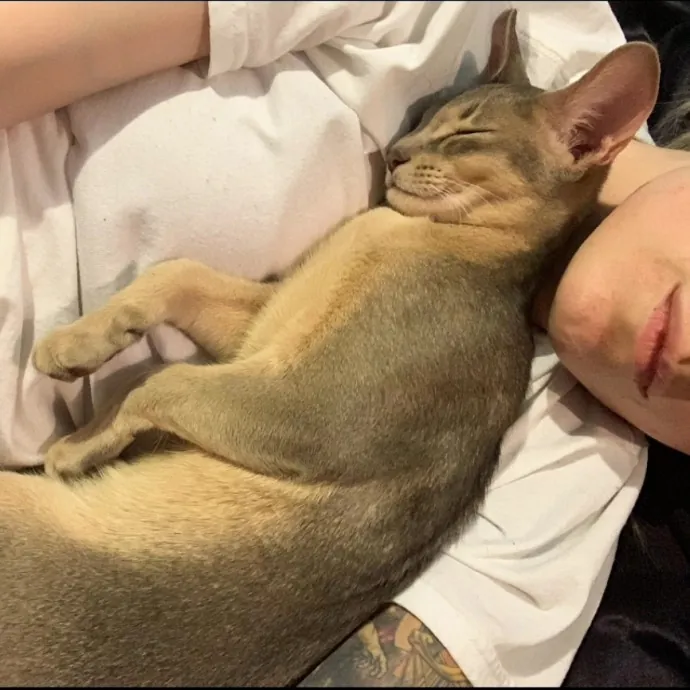 Salt Lake City Cat Sitter